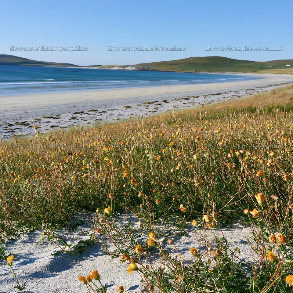 Meadow flowers at machair beach during sunny weather – flower stock photos 7938x7938