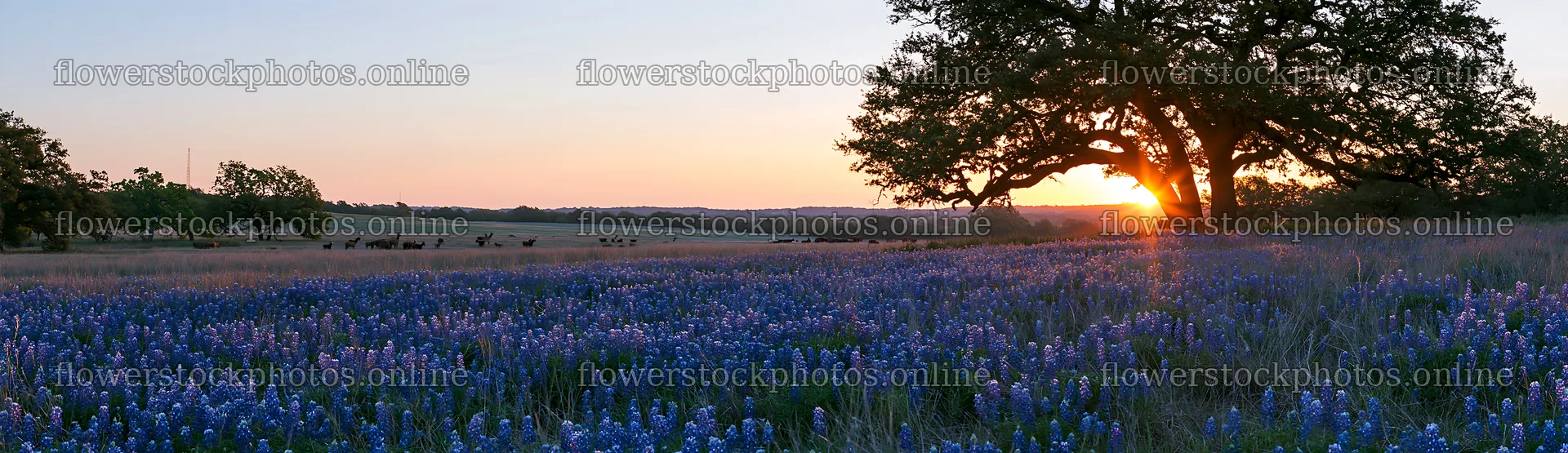 Bluebonnet meadow at sunrise with cattle in the background – flower stock photos 14762x4268