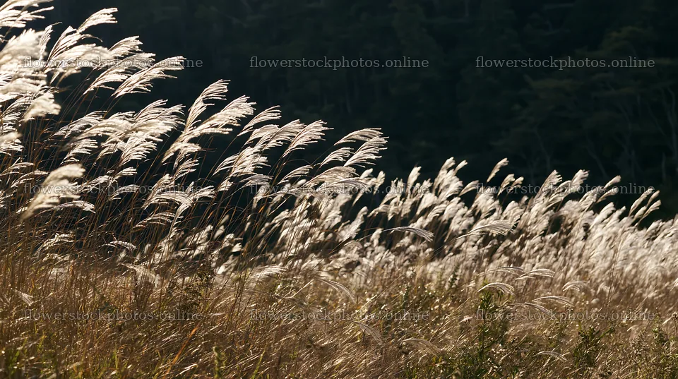 Meadow grass seedheads swaying in the sunlight – flower stock photos 10608x5938