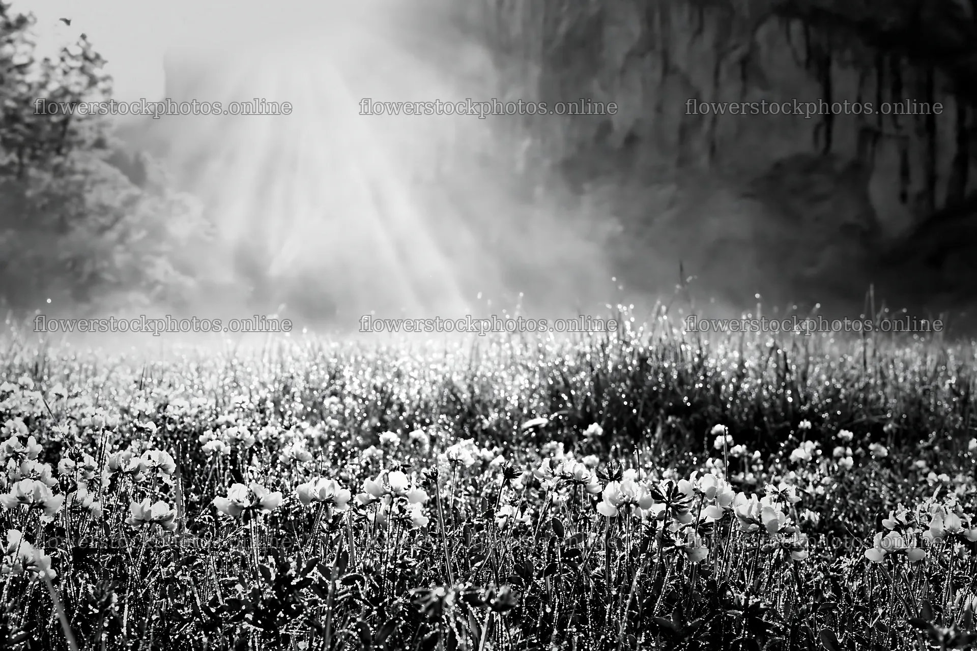 Light rays shining on flowers in Lauterbrunnen Valley meadow – flower stock photos 9722x6480