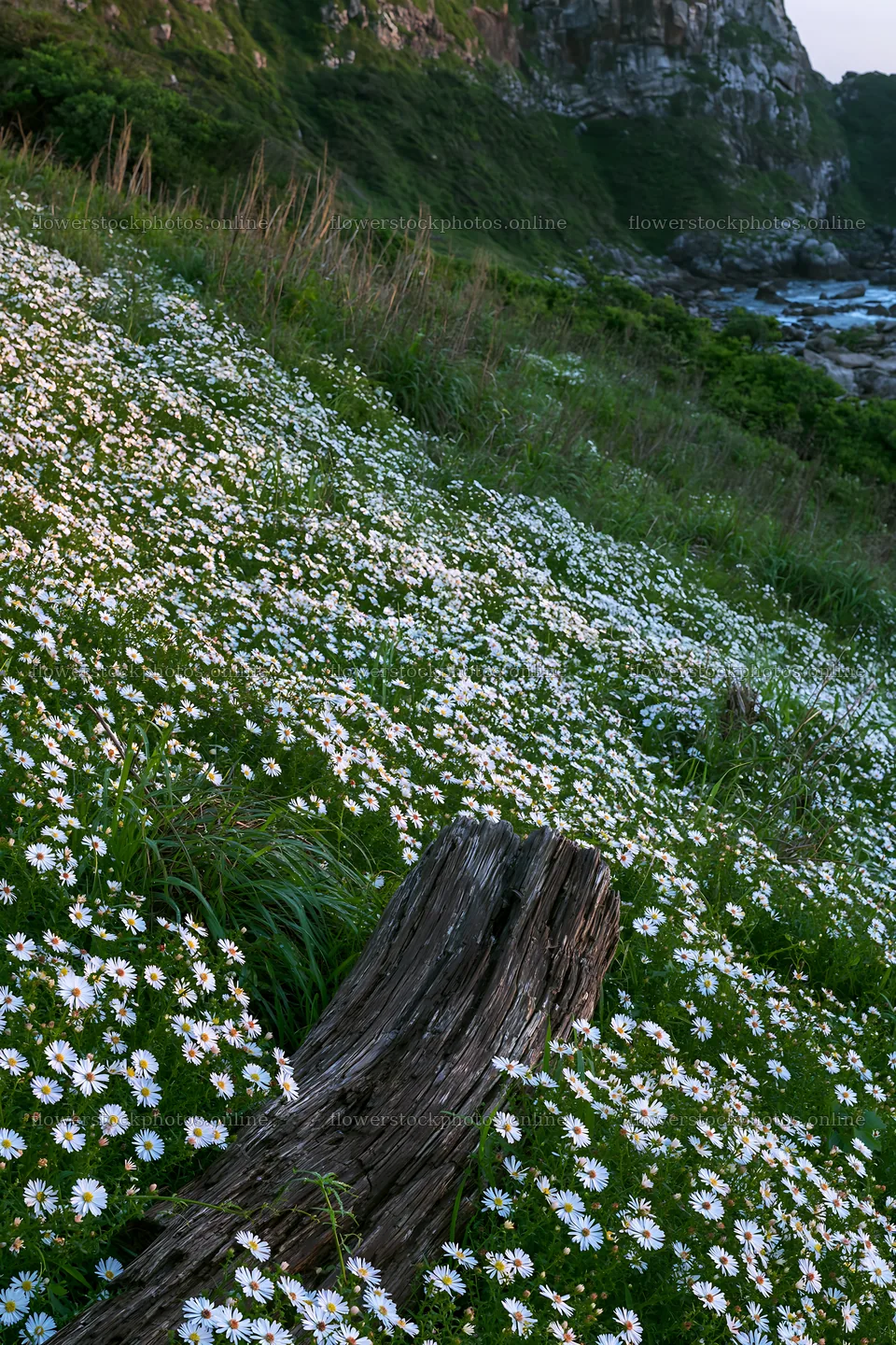 Nagasaki coastal meadow driftwood foreground mood – flower stock photos 6480x9722