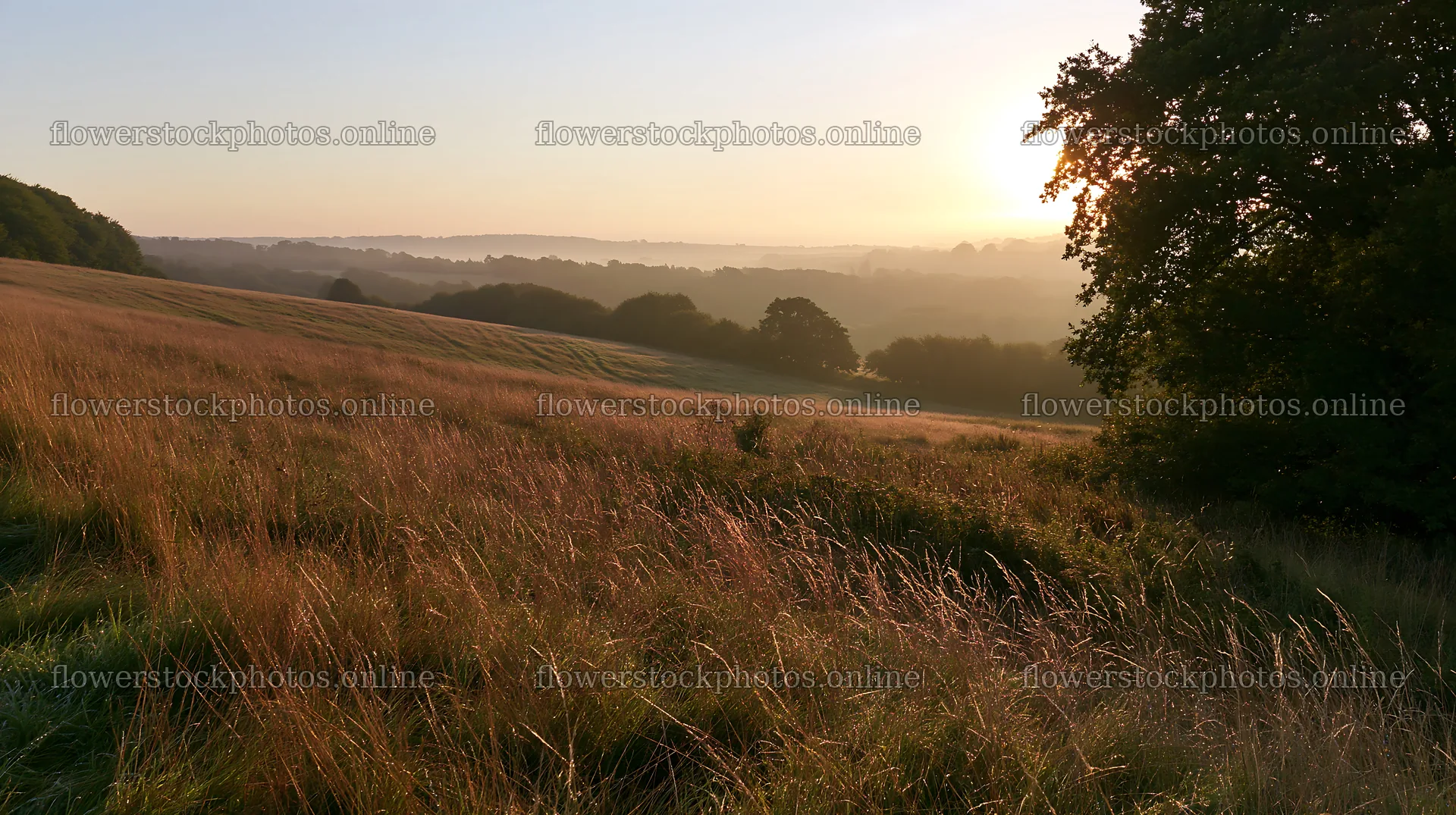 Dew on meadow grass at sunrise with distant hills – flower stock photos 10608x5938
