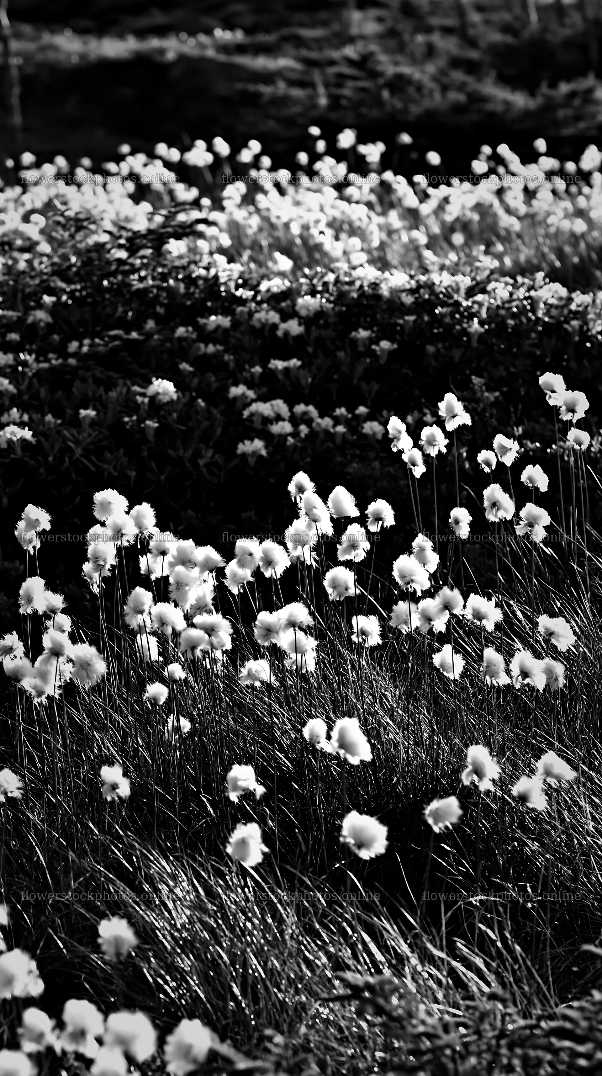 Cottongrass meadow with sunlight glow at dusk – flower stock photos 5938x10608