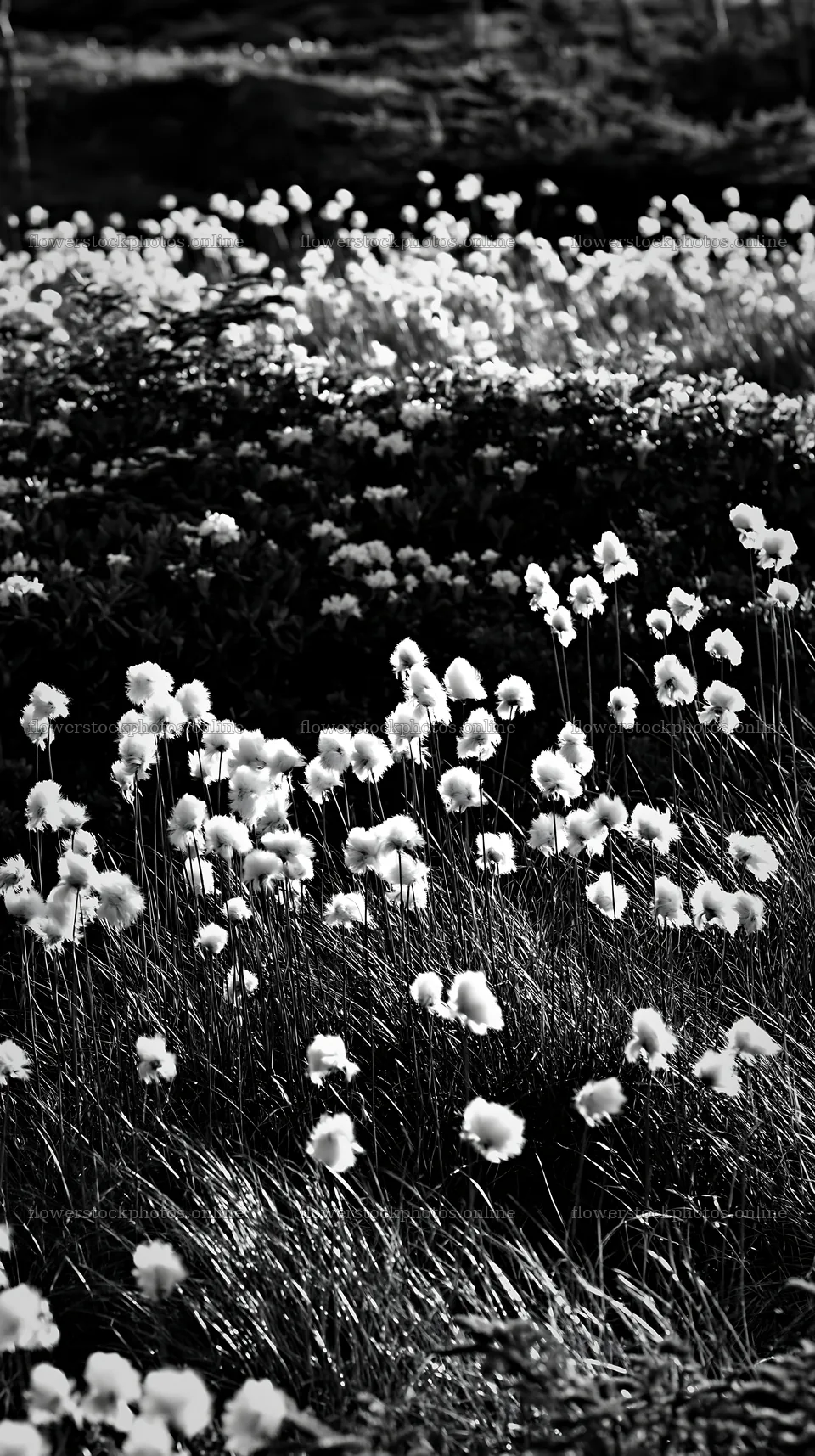 Cottongrass meadow with sunlight glow at dusk – flower stock photos 5938x10608