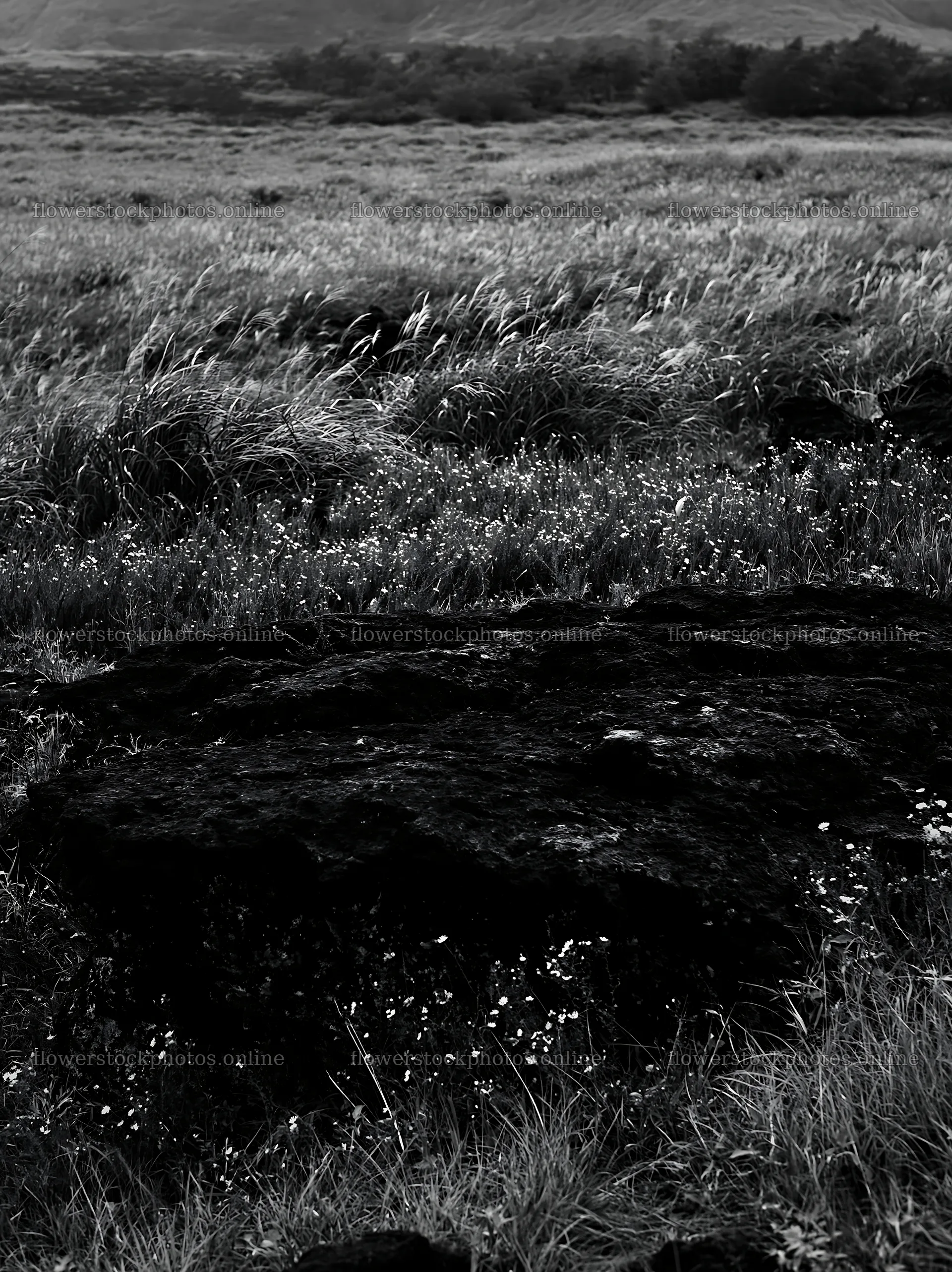 Kumamoto volcanic meadow dark rock foreground shows unique landscape – flower stock photos 6866x9174