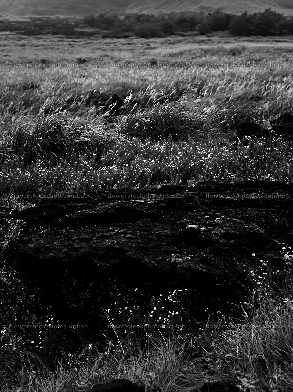 Kumamoto volcanic meadow dark rock foreground shows unique landscape – flower stock photos 6866x9174