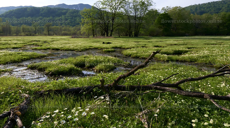 Yamagata rewilded meadow with fallen branch and flowers – flower stock photos 10608x5938