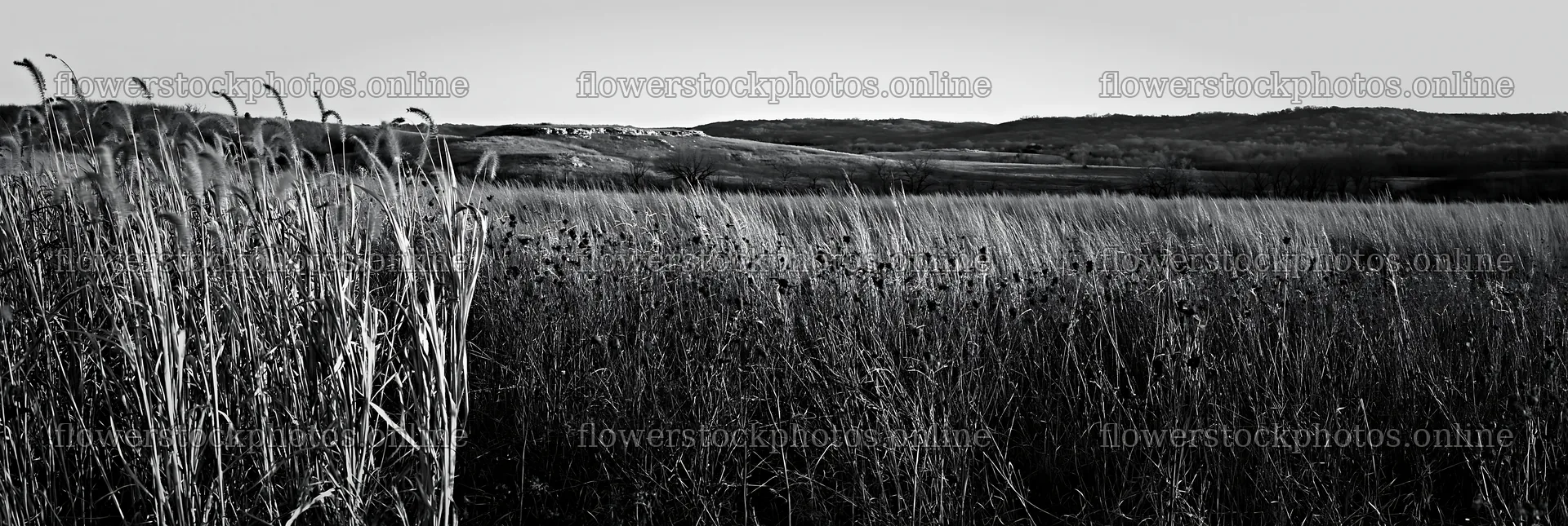 Meadow seedheads lit by dusk light – flower stock photos 13690x4602