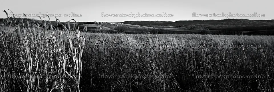 Meadow seedheads lit by dusk light – flower stock photos 13690x4602