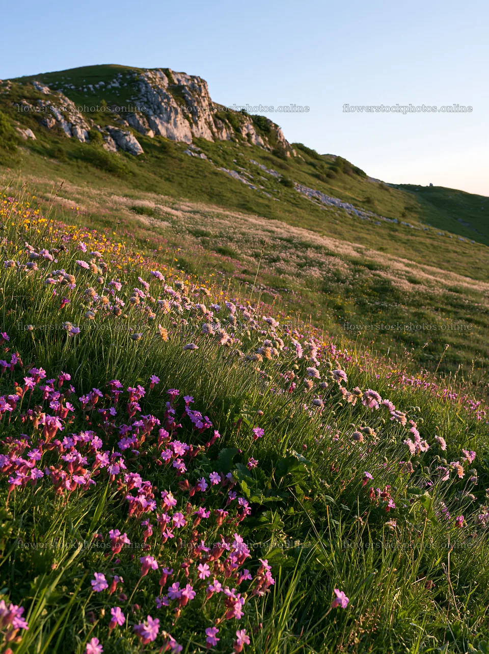 Sunny flowering chalk meadow with natural landscape – flower stock photos 6866x9174