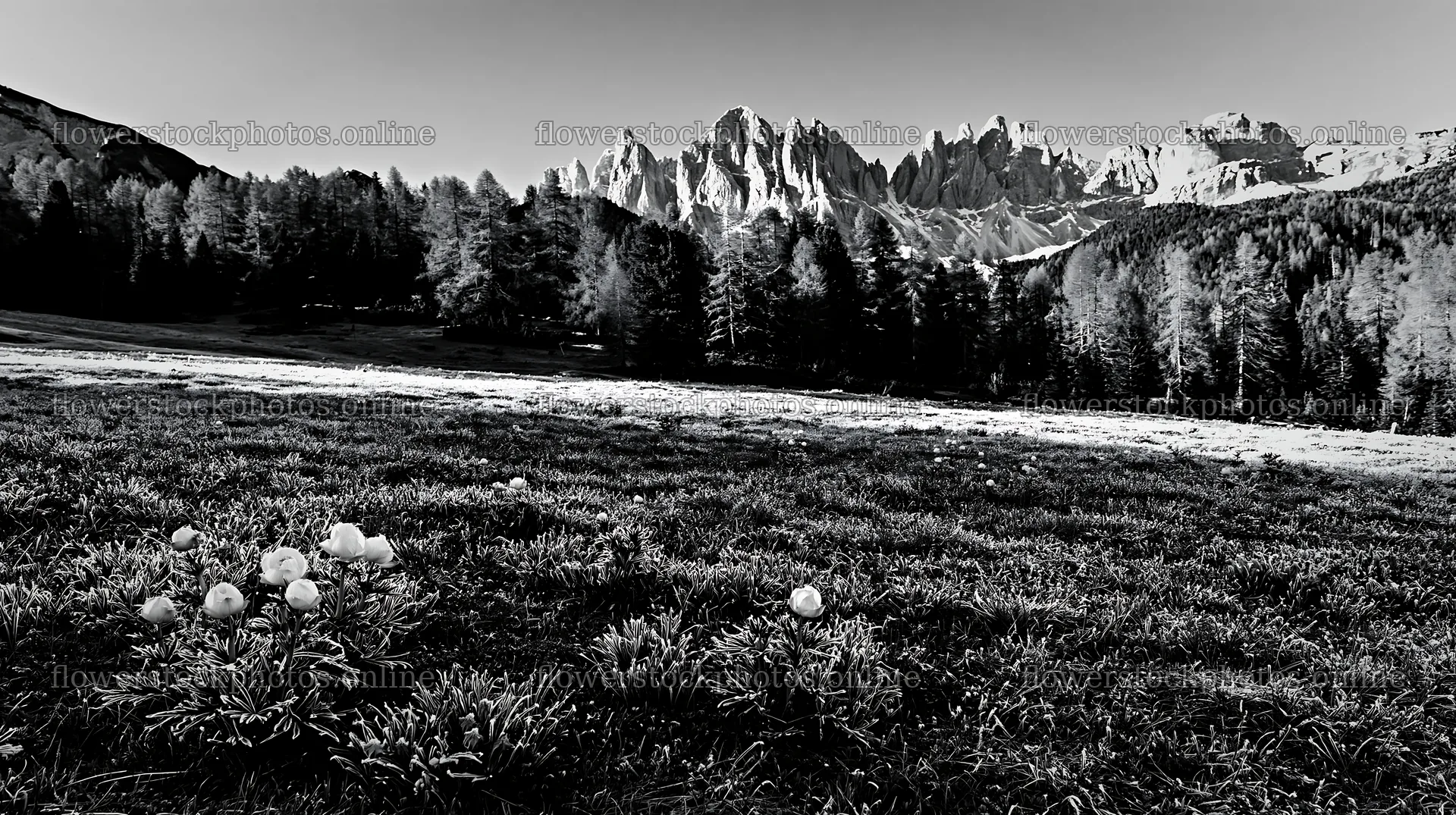 Frost-touched meadow with mountains in the background – flower stock photos 10608x5938
