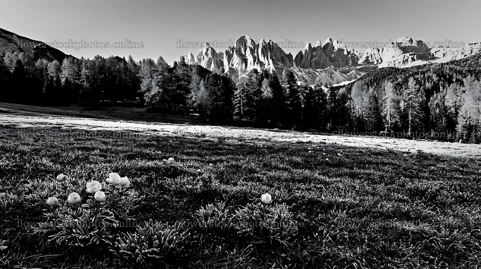 Frost-touched meadow with mountains in the background – flower stock photos 10608x5938