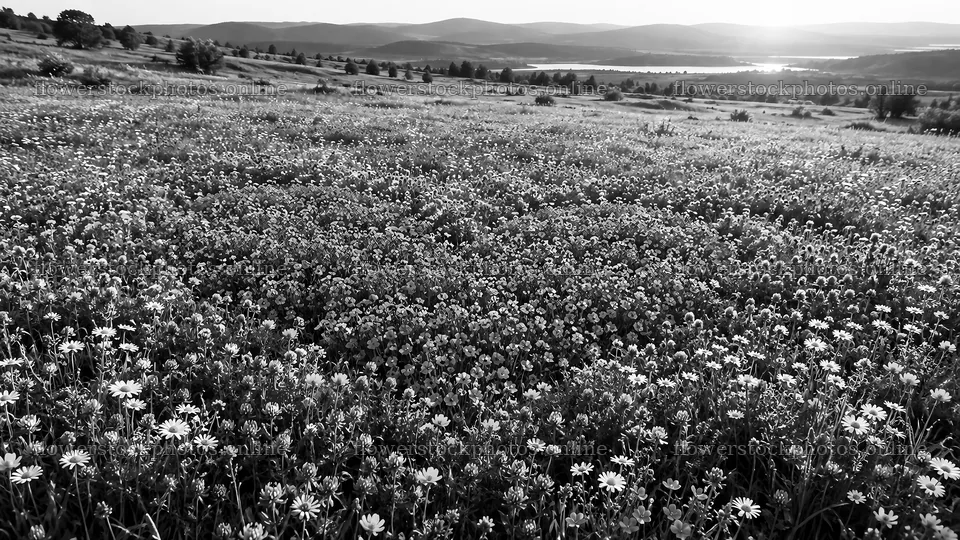 Black and White Wildflower Meadow Across Rolling Hills – flower stock photos 10324x5812
