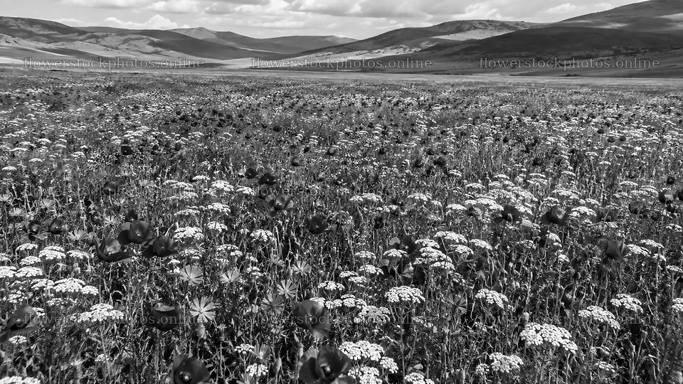 Monochrome Wildflower Meadow Beneath Rolling Hills – flower stock photos 10324x5812