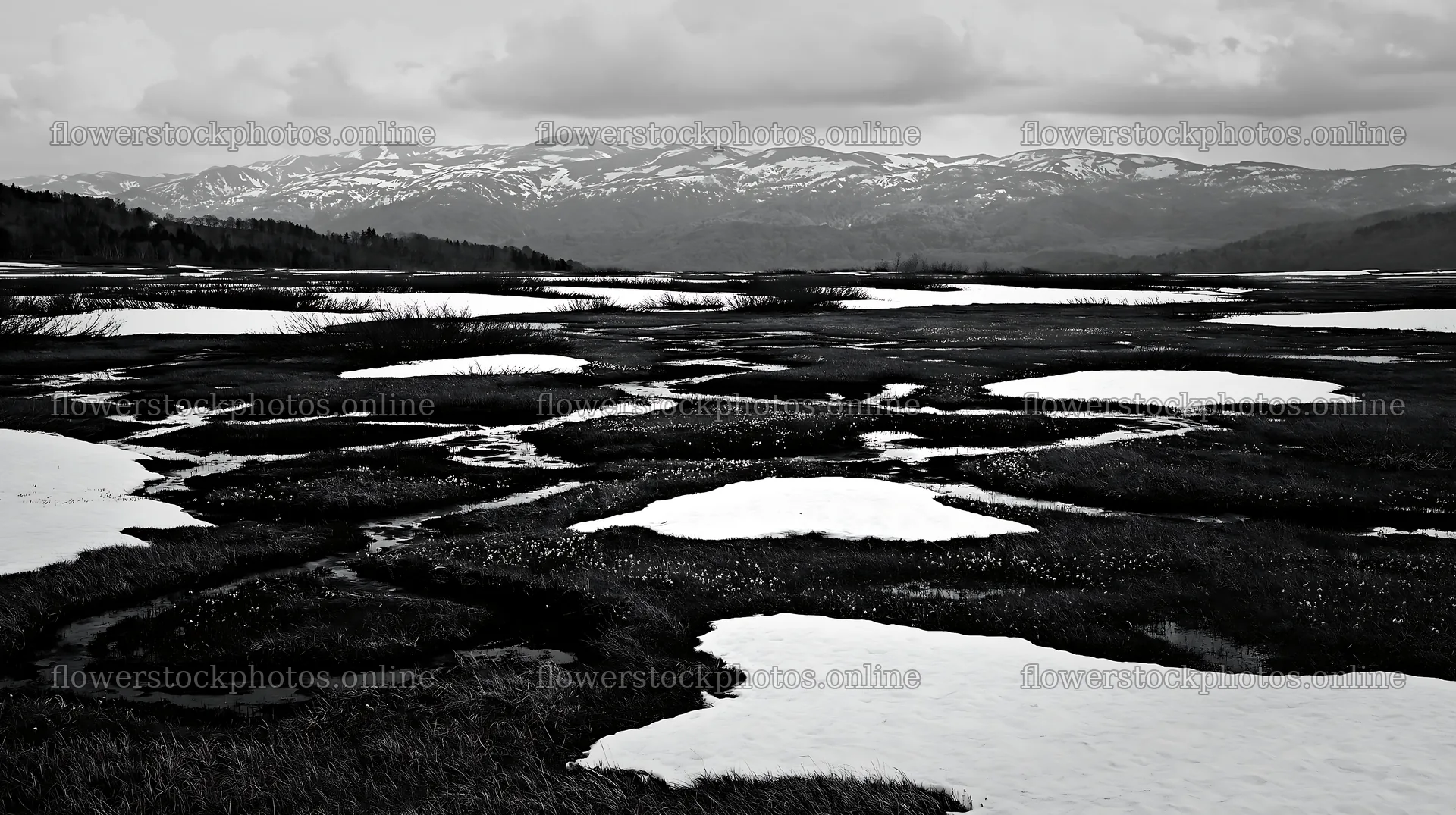Akita snowmelt meadow with silver grasses in winter season – flower stock photos 10608x5938