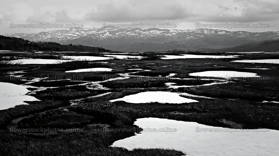 Akita snowmelt meadow with silver grasses in winter season – flower stock photos 10608x5938