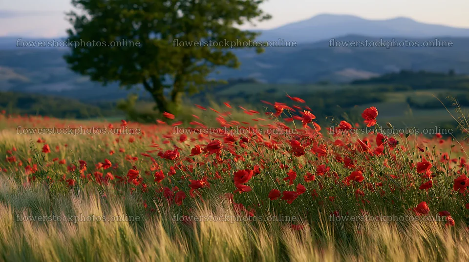 Colorful poppy meadow with green field and distant hills – flower stock photos 10608x5938