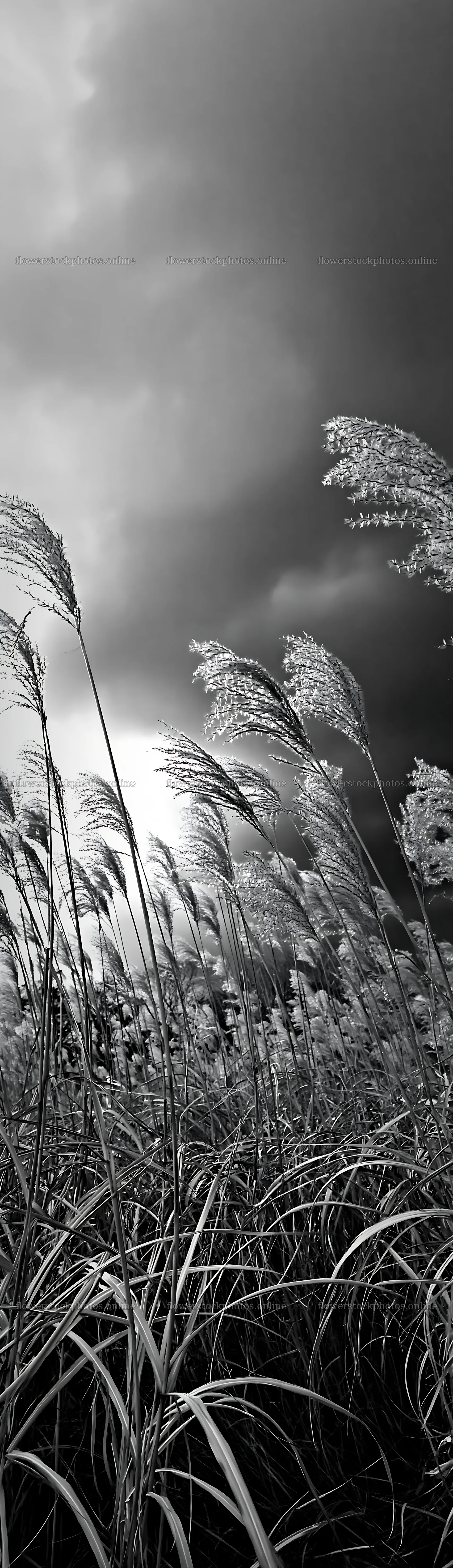 Hokkaido silver grass meadow seedheads under cloudy sky – flower stock photos 4268x14762