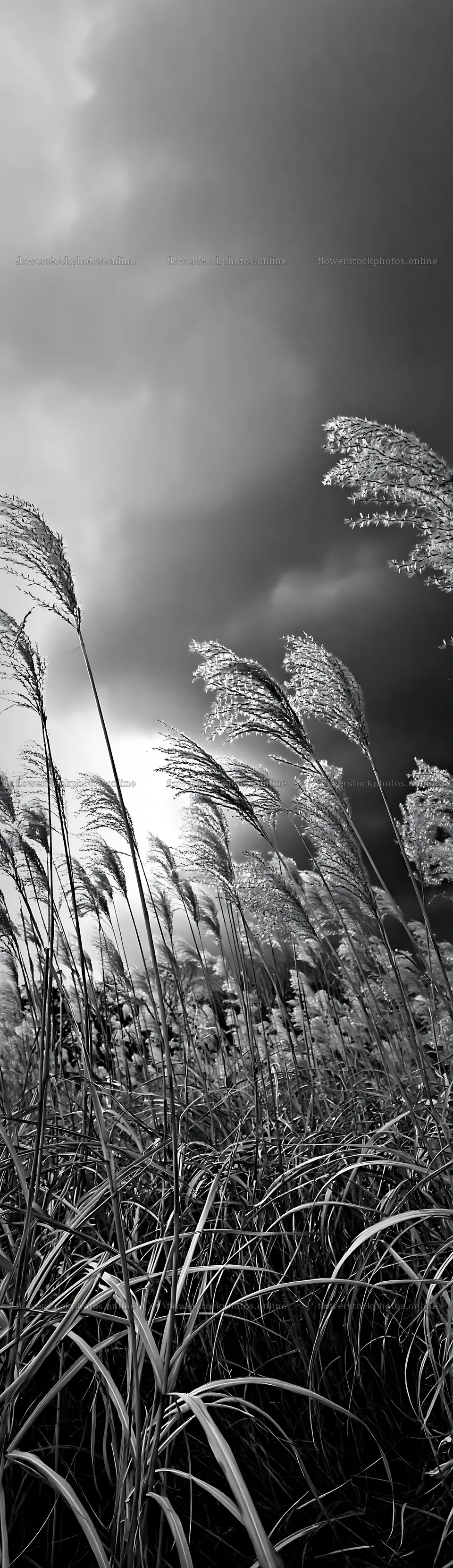 Hokkaido silver grass meadow seedheads under cloudy sky – flower stock photos 4268x14762