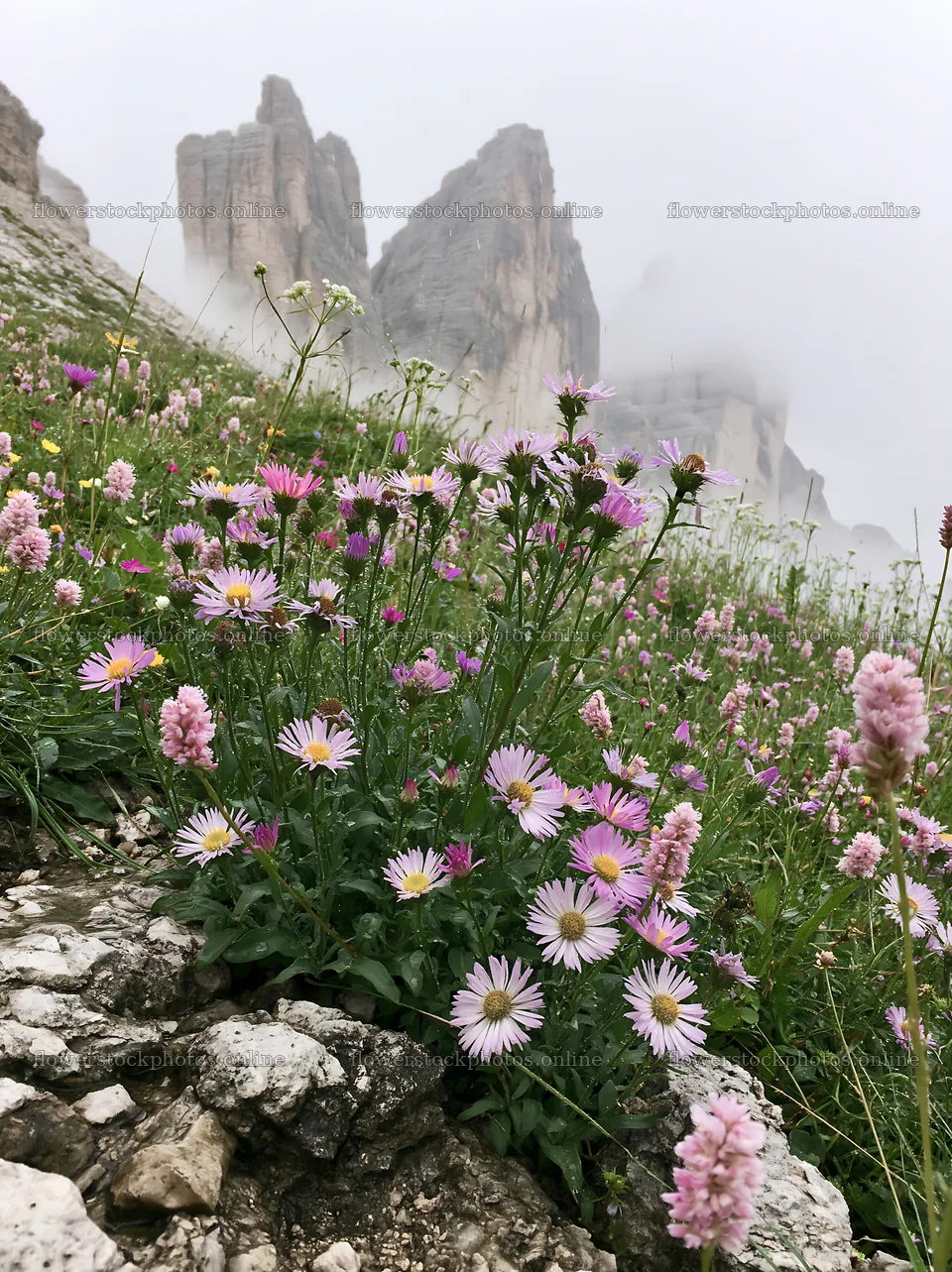 Climate-resilient meadow with flowers in a mountain setting – flower stock photos 6866x9174