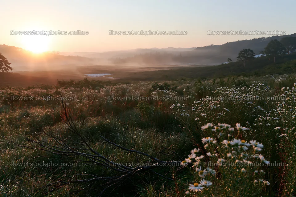 Yamagata meadow at sunrise with fallen branch and wildflowers – flower stock photos 9722x6480