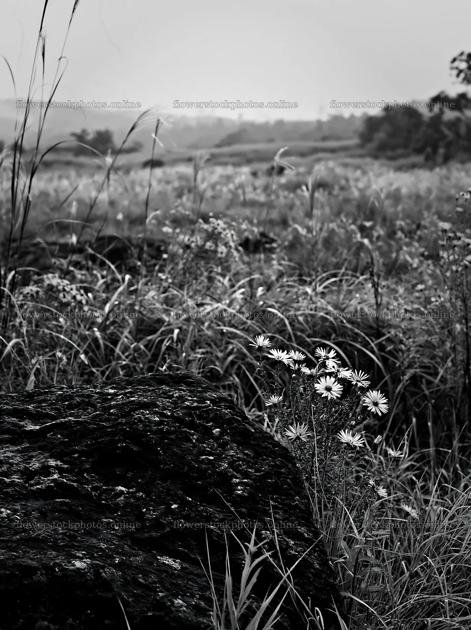 Kumamoto volcanic meadow dark rock foreground with purple flowers – flower stock photos 6866x9174