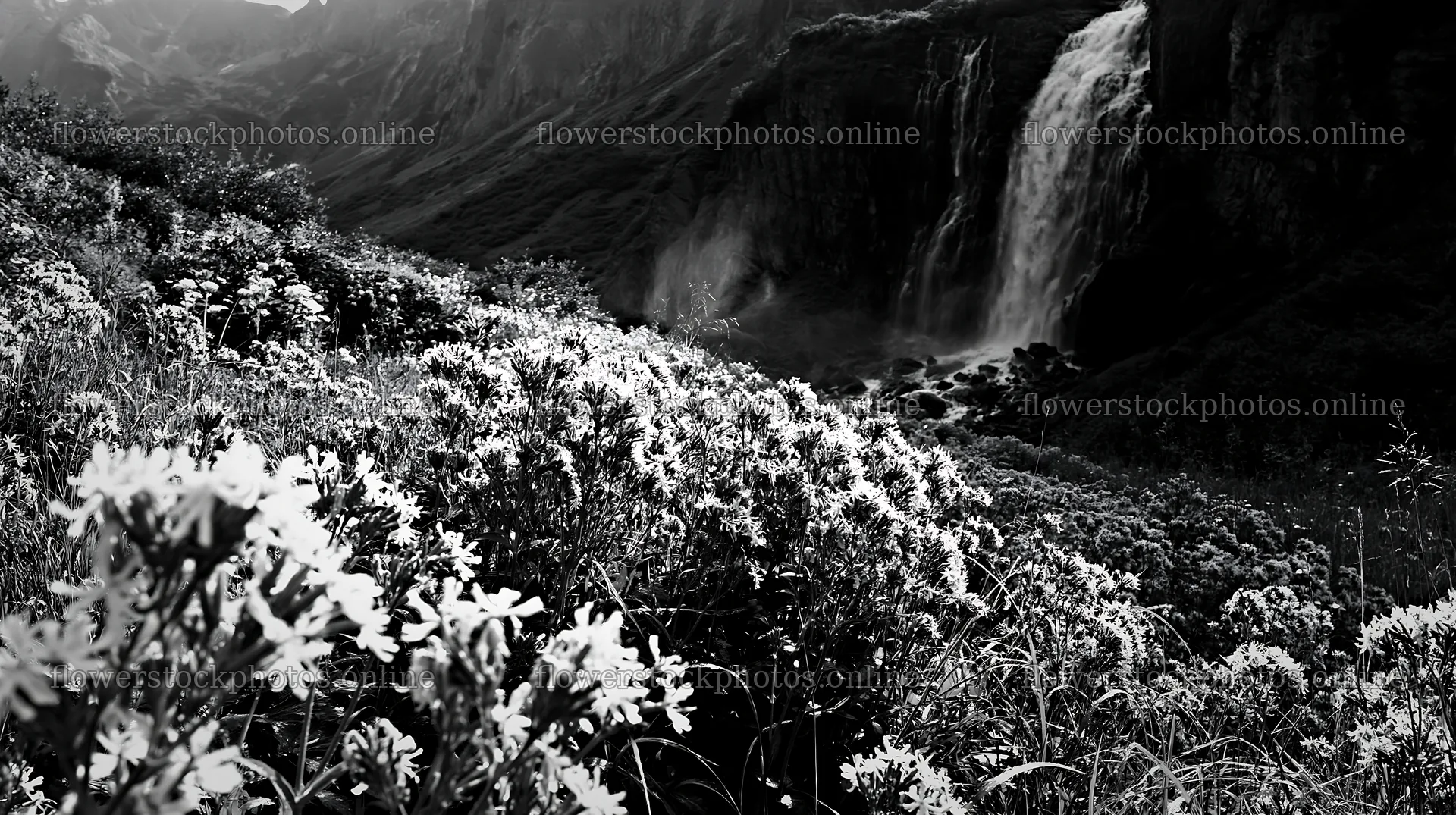 Summer wildflower meadow near waterfall in black and white – flower stock photos 10608x5938