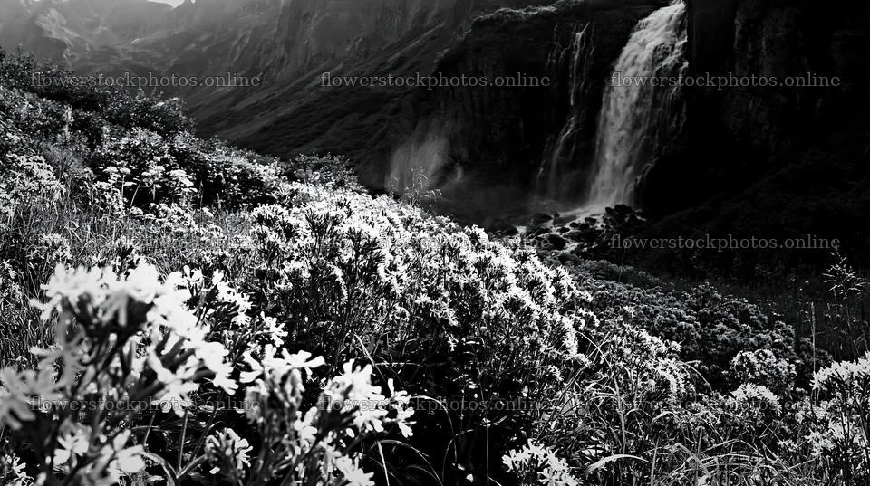 Summer wildflower meadow near waterfall in black and white – flower stock photos 10608x5938