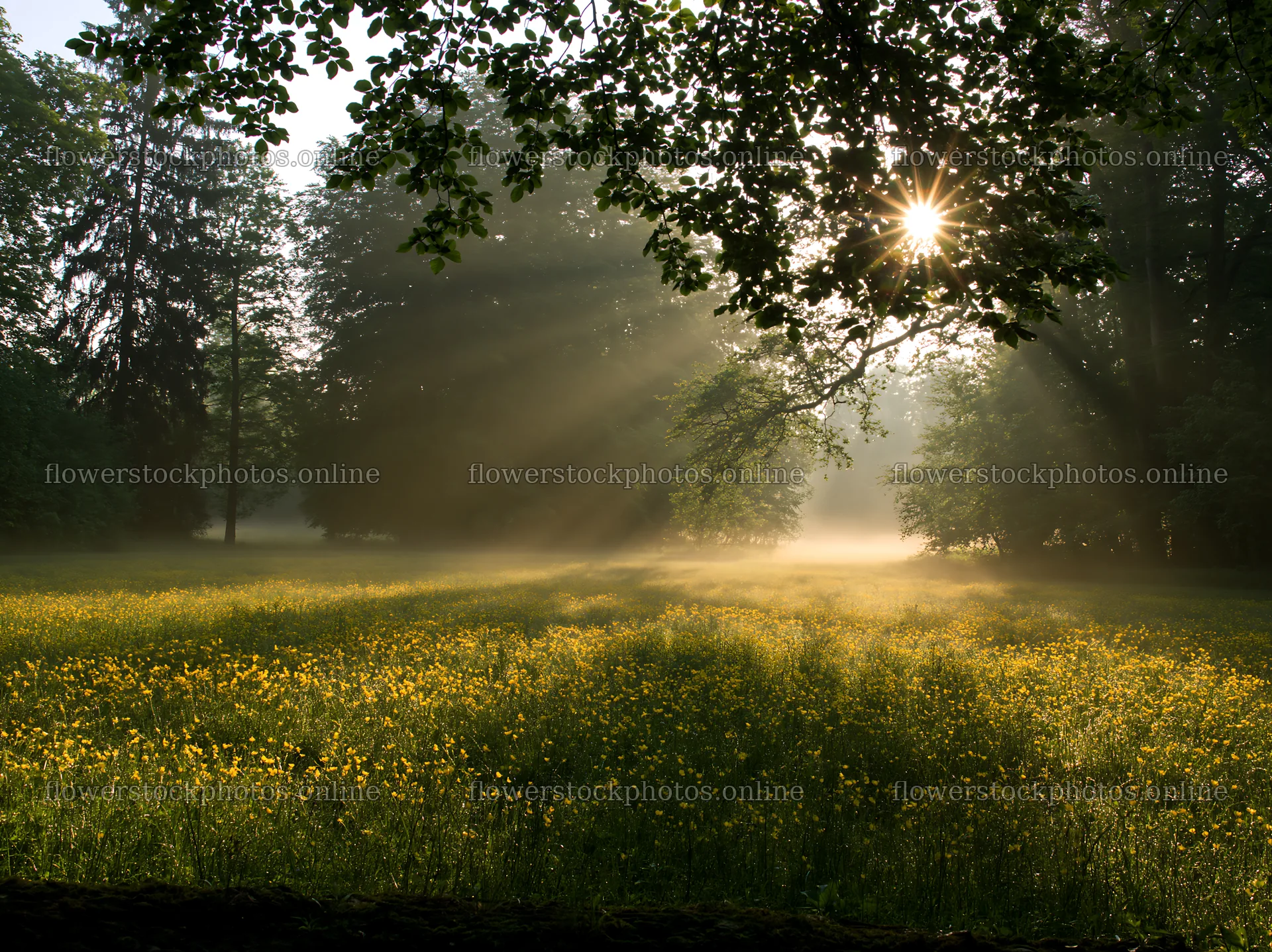 Misty forest meadow with sunlight shining through trees – flower stock photos 9174x6866