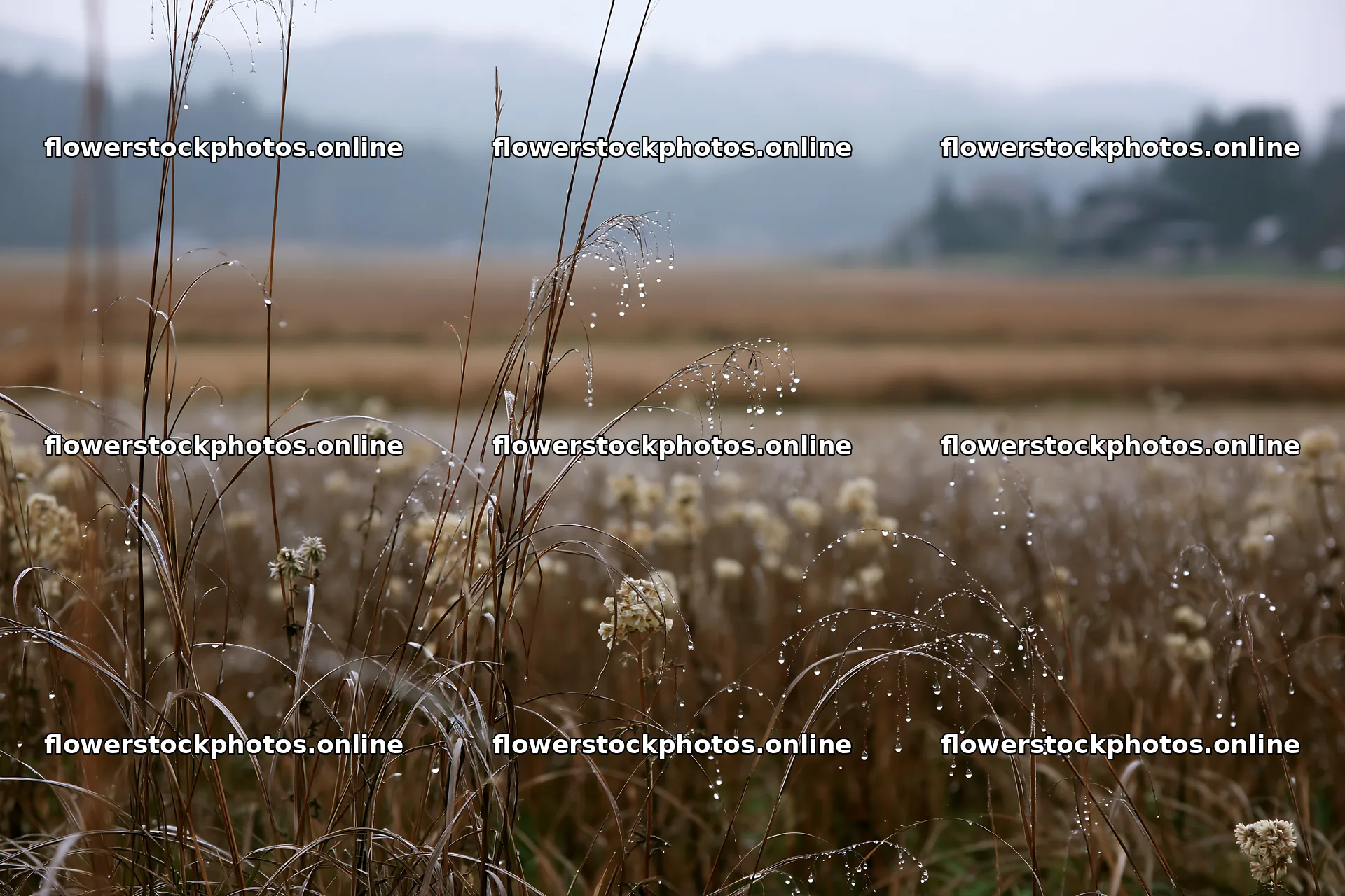 Akita snowmelt meadow with silver grasses in misty weather – flower stock photos 9722x6480