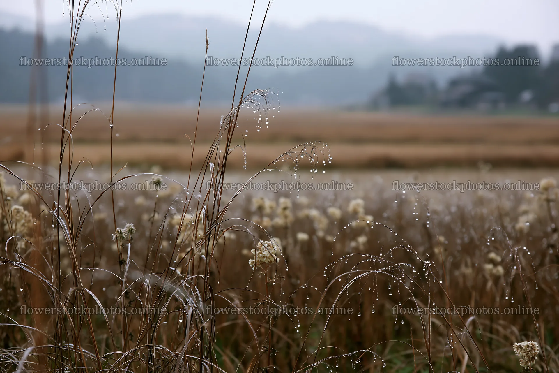 Akita snowmelt meadow with silver grasses in misty weather – flower stock photos 9722x6480
