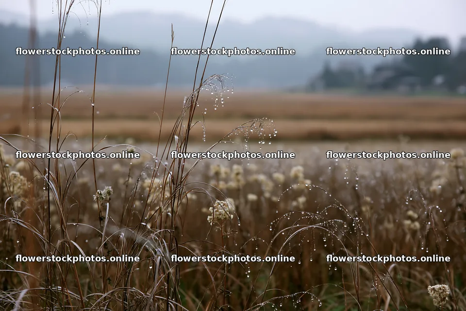 Akita snowmelt meadow with silver grasses in misty weather – flower stock photos 9722x6480