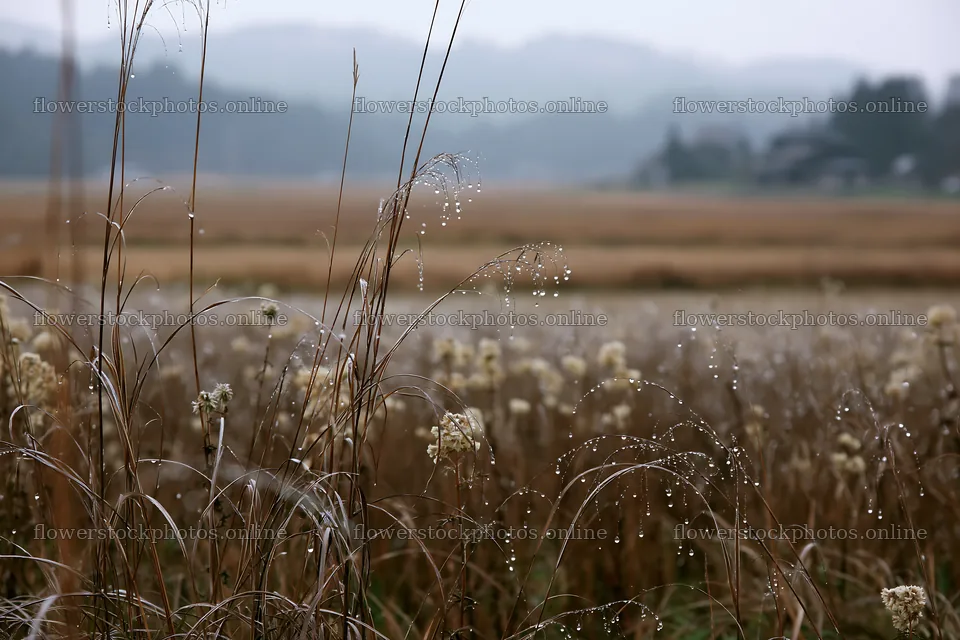 Akita snowmelt meadow with silver grasses in misty weather – flower stock photos 9722x6480