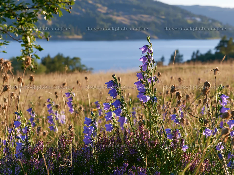 Fjord meadow with flowers near a lake in the afternoon – flower stock photos 9174x6866