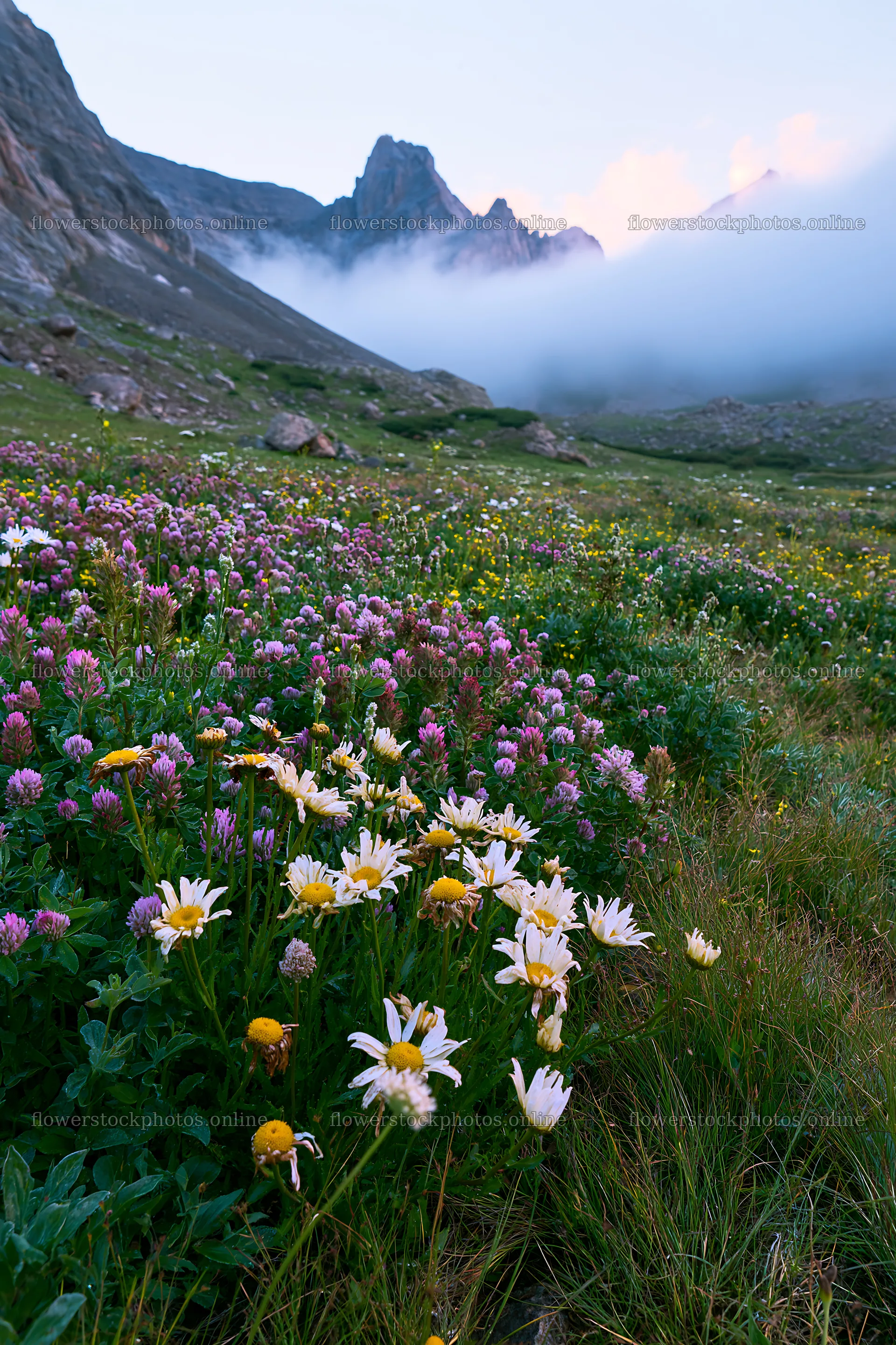 Colorful daisy meadow with mountains and clouds in the background – flower stock photos 6480x9722