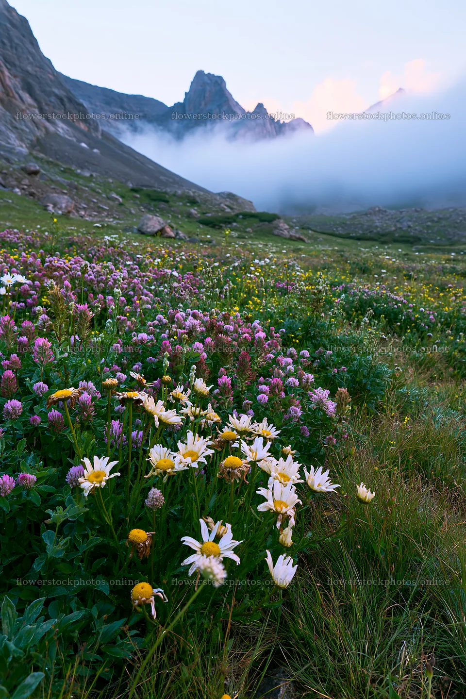 Colorful daisy meadow with mountains and clouds in the background – flower stock photos 6480x9722