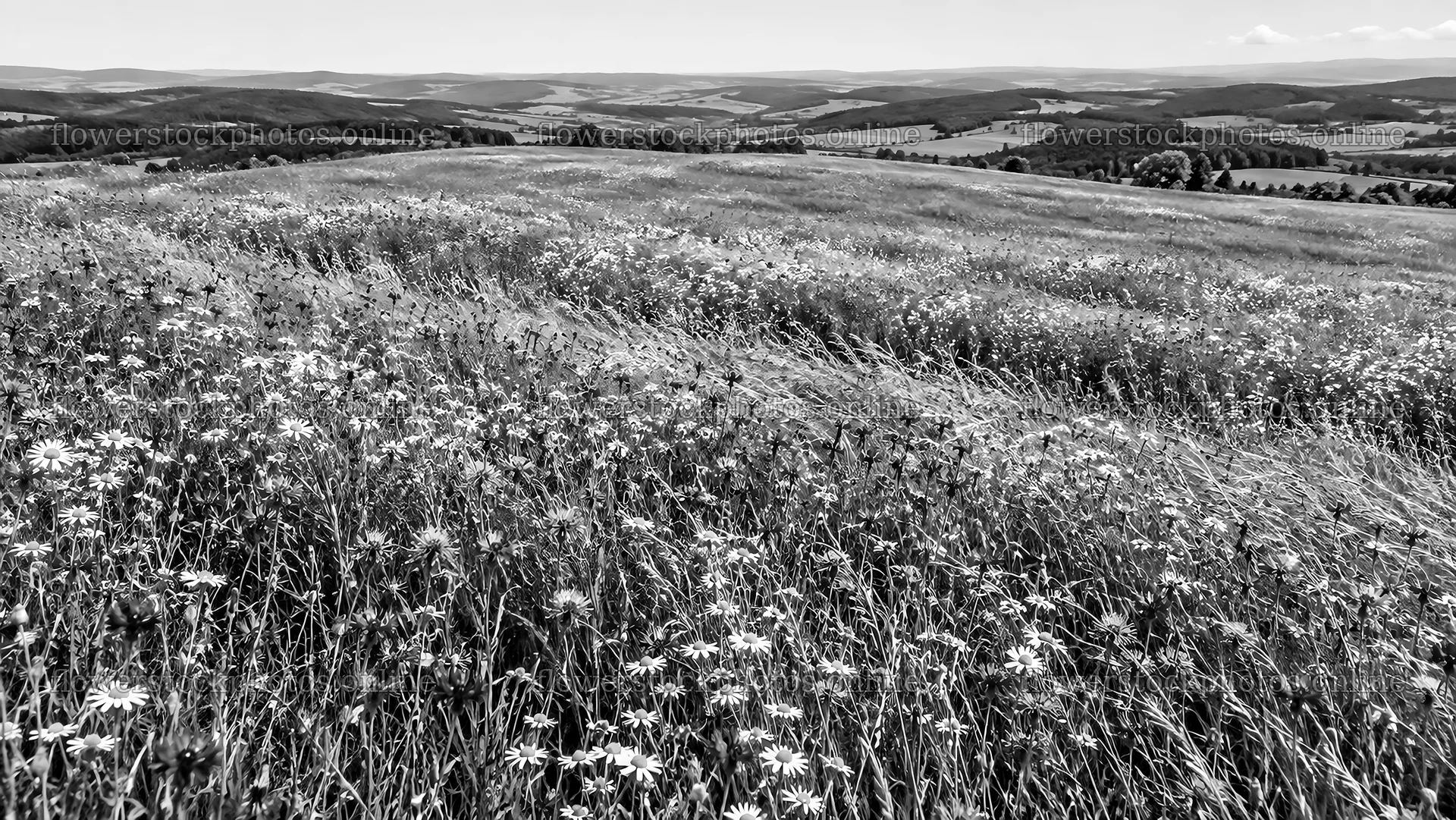 Black and White Wildflower Meadow Across Rolling Hills – flower stock photos 10324x5812