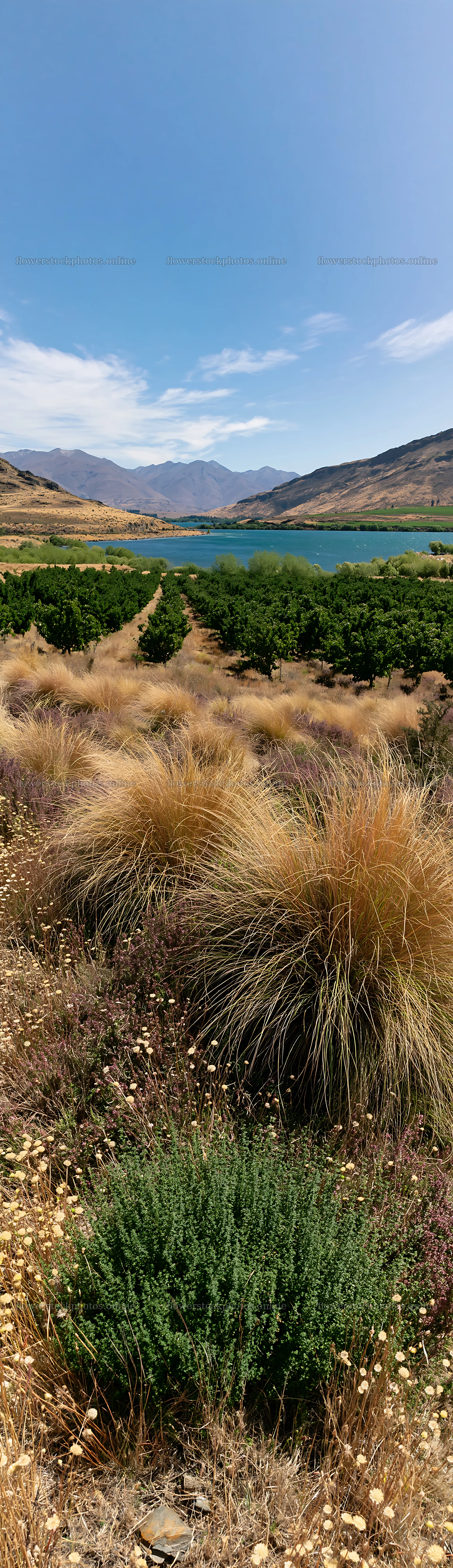 Lakeside orchard with meadow and hills in bright sunlight – flower stock photos 4268x14762