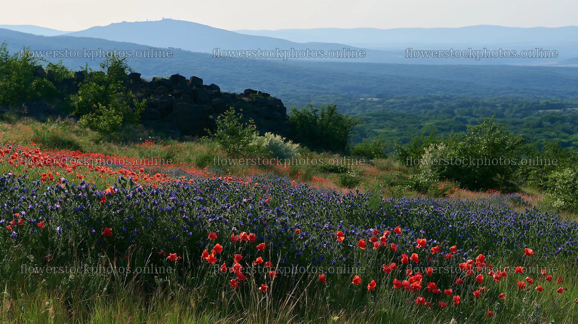 Poppy viper's-bugloss meadow in a mountainous landscape – flower stock photos 10608x5938