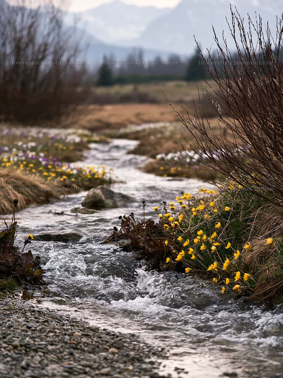 Snowmelt stream in Tatra mountains meadow during spring season – flower stock photos 6866x9174