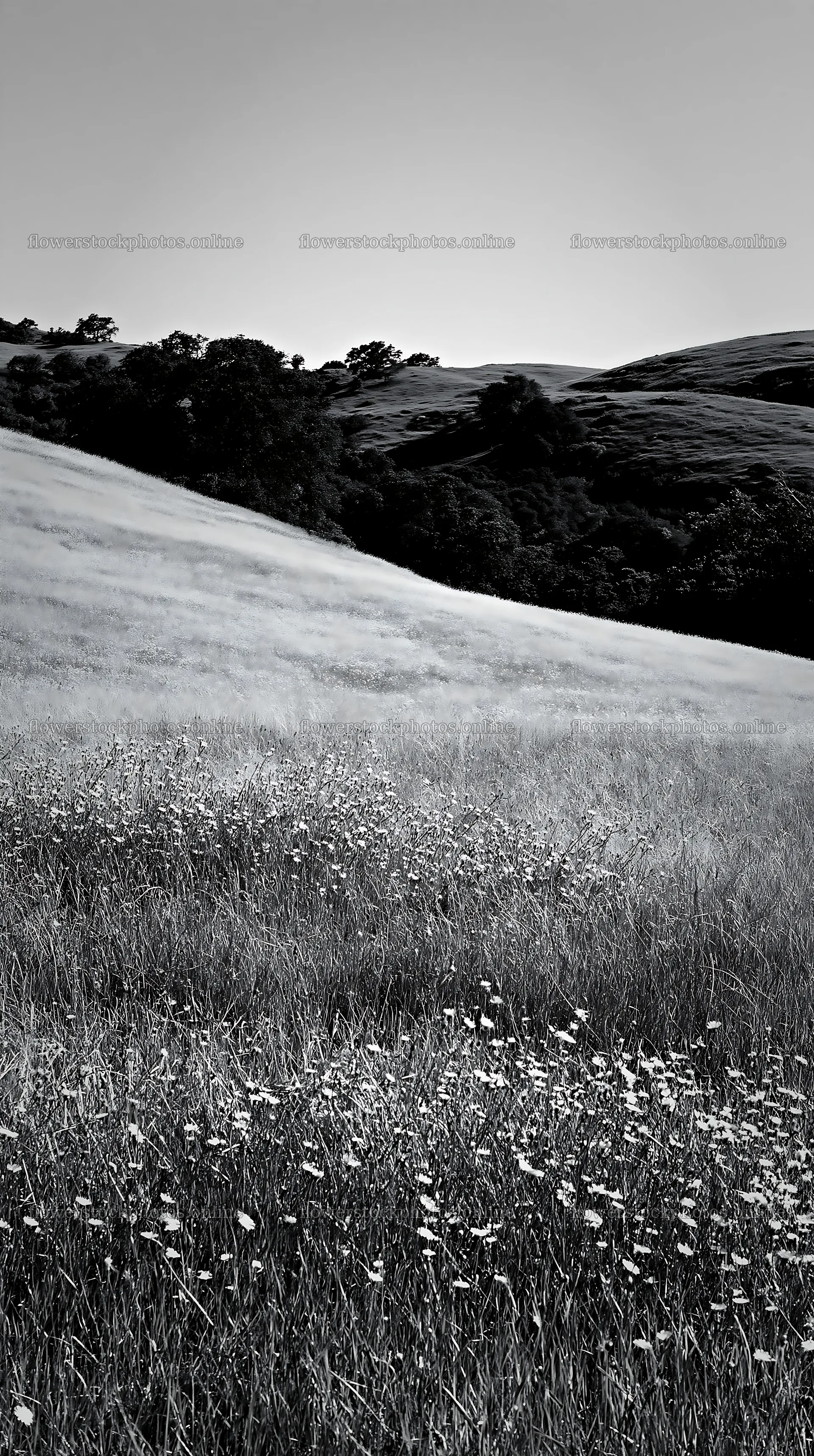 Sunny limestone meadow with warm grasses in open landscape – flower stock photos 5938x10608