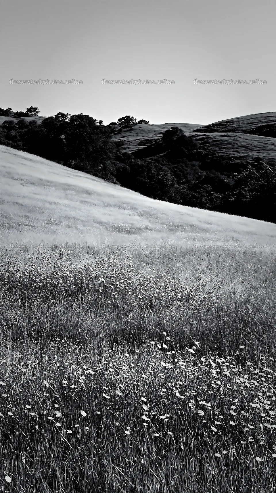 Sunny limestone meadow with warm grasses in open landscape – flower stock photos 5938x10608