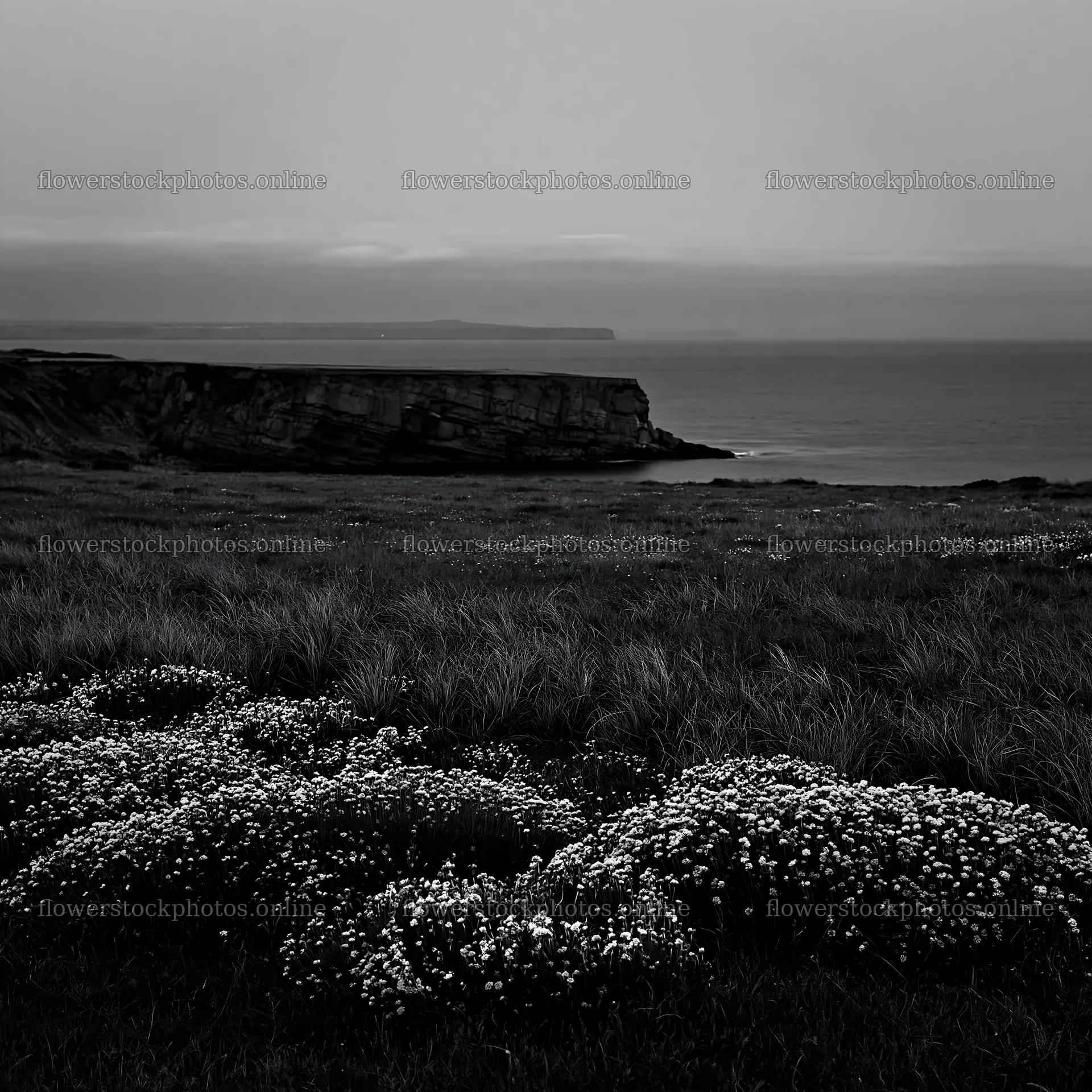 Coastal meadow with flowers and cliffs under a cloudy sky – flower stock photos 7938x7938