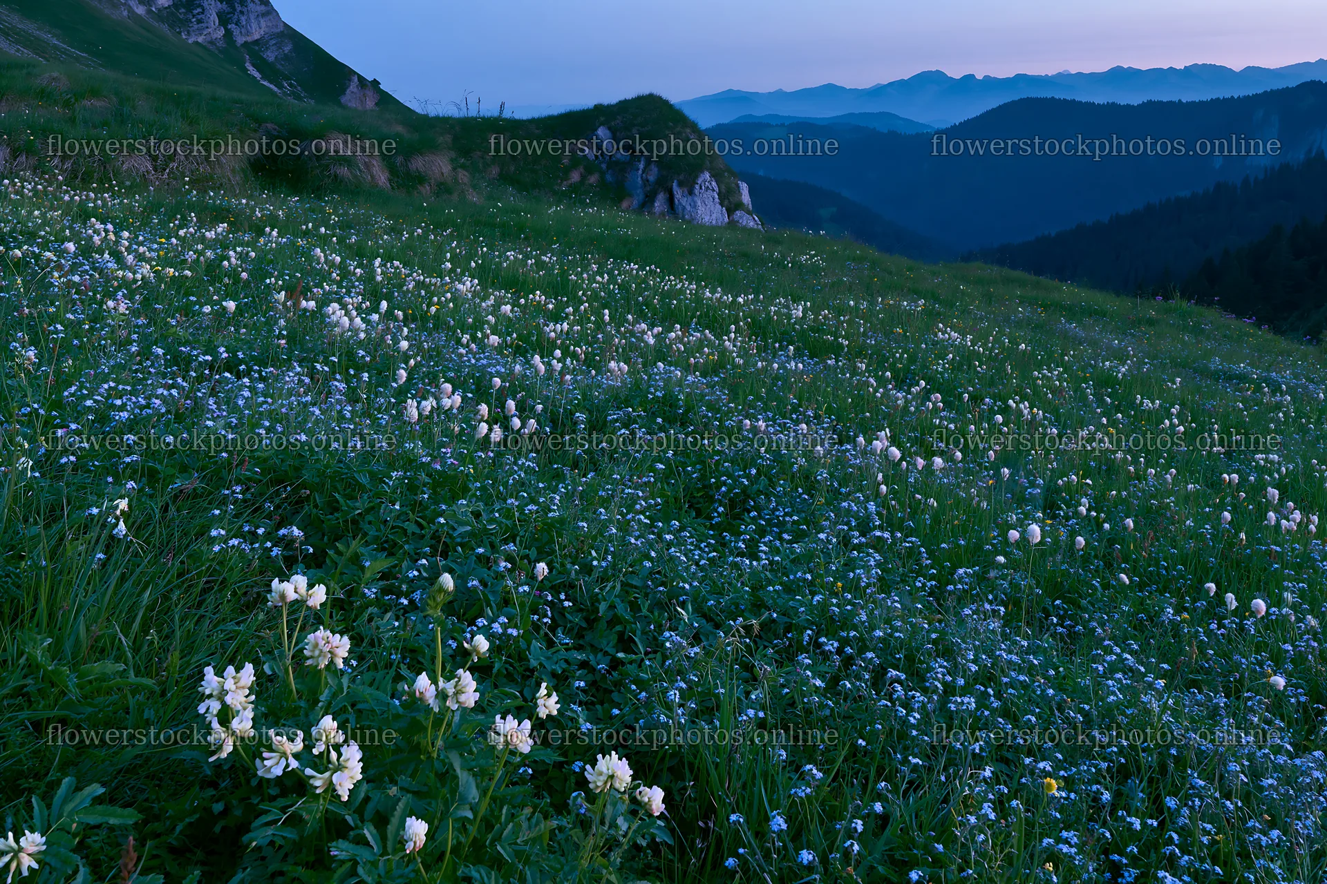 Clover speedwell meadow at dusk with mountains in the background – flower stock photos 9722x6480