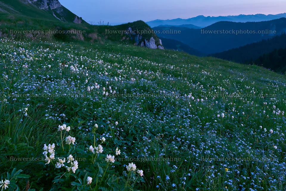 Clover speedwell meadow at dusk with mountains in the background – flower stock photos 9722x6480