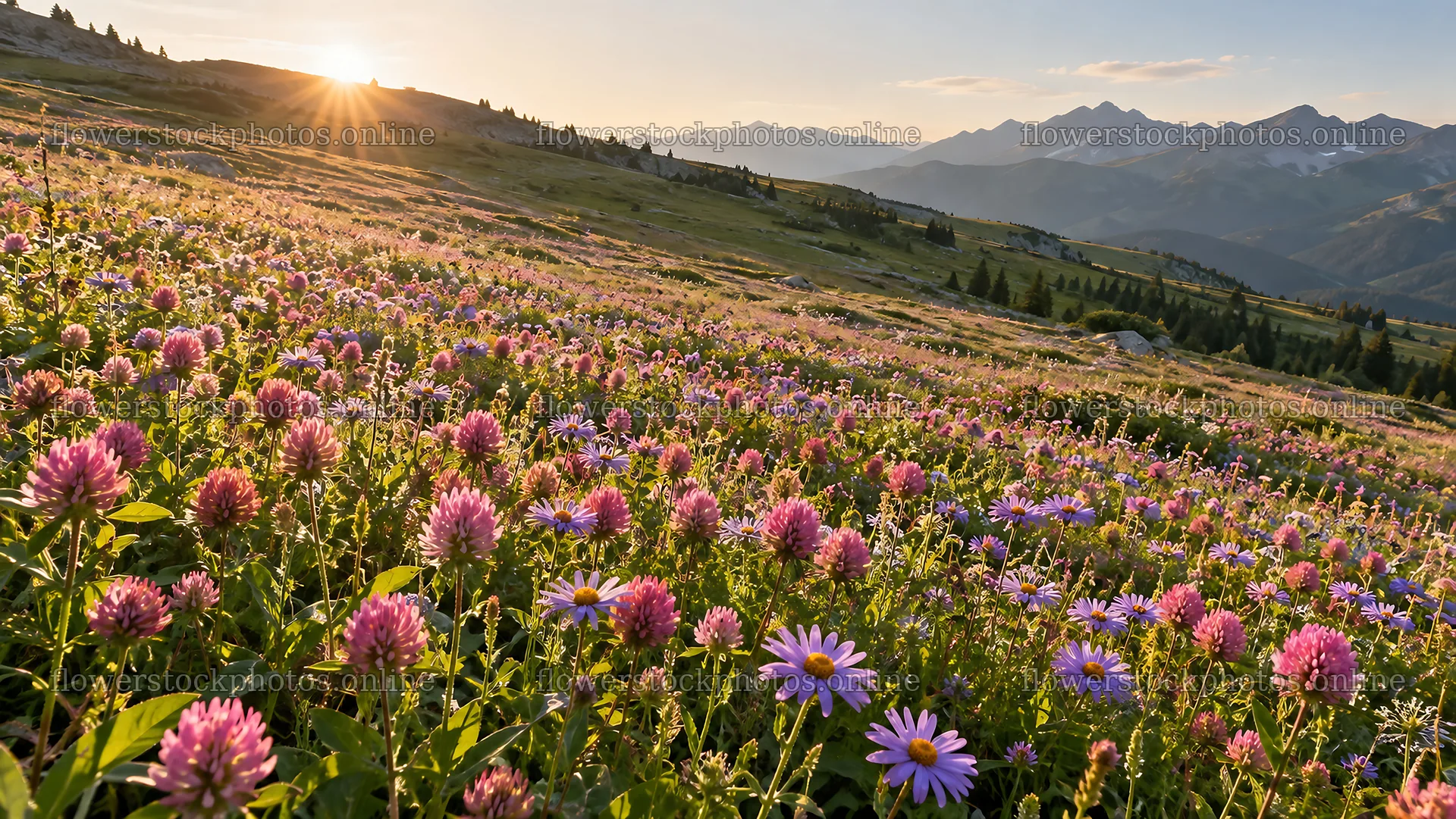 Wildflower Meadow Beneath Mountain Peaks – flower stock photos 10324x5812