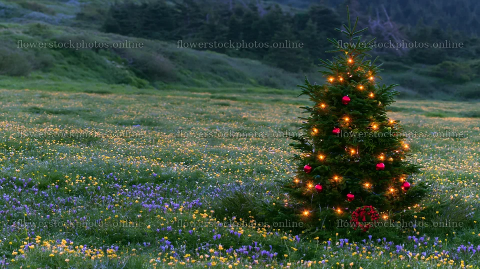 Christmas decorations beside tree in mountain valley meadow – flower stock photos 10608x5938