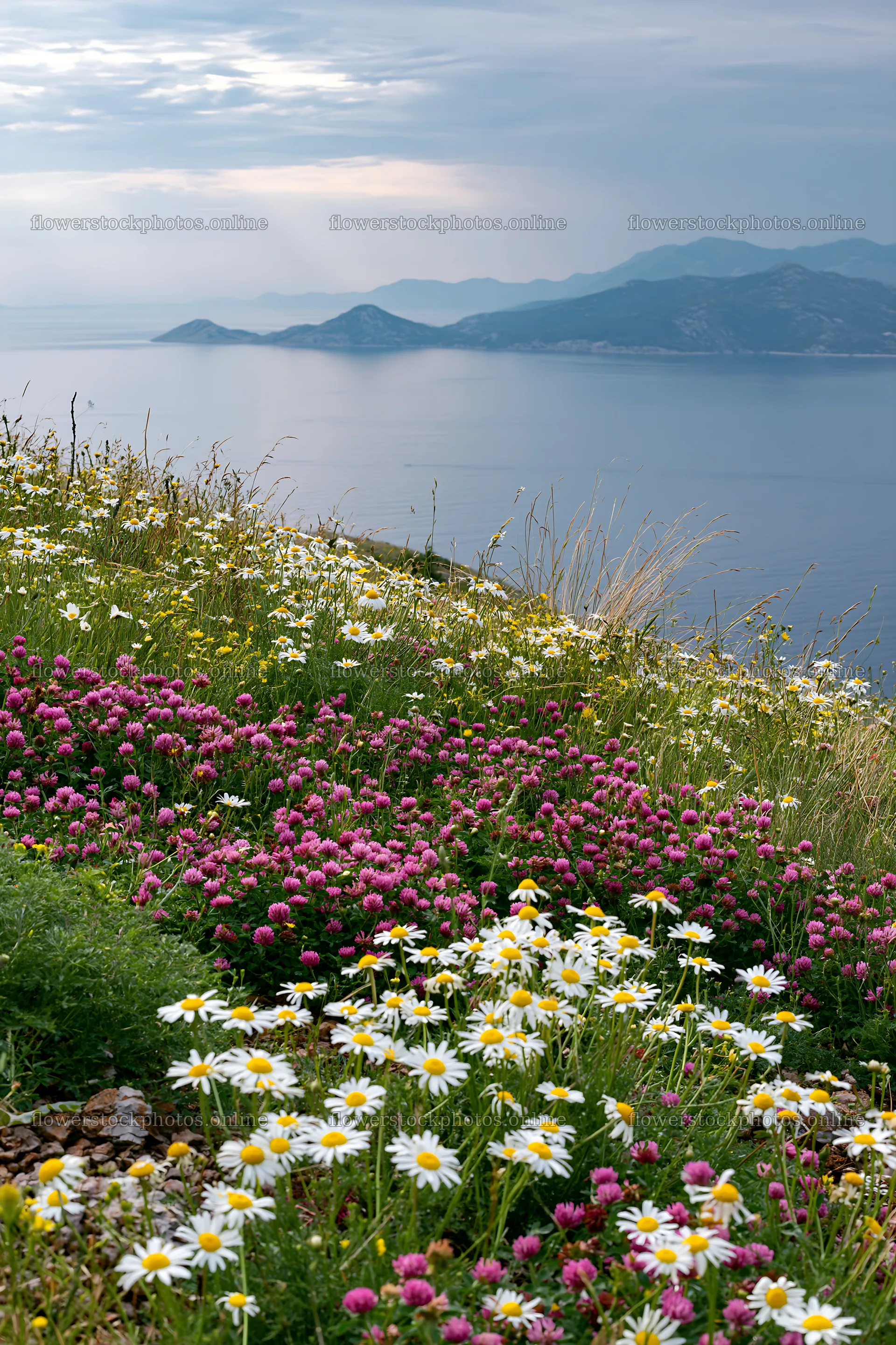 Meadow flowers overlooking the Adriatic coast near Croatia – flower stock photos 6480x9722