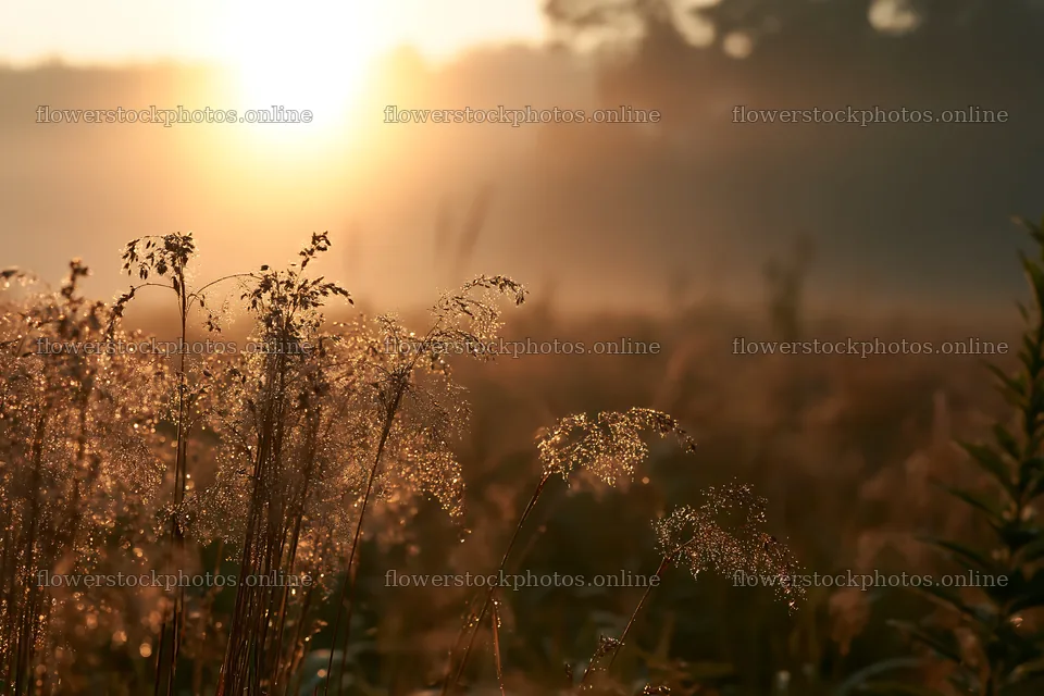 Iwate meadow with seedheads and sunlight after rain – flower stock photos 9722x6480