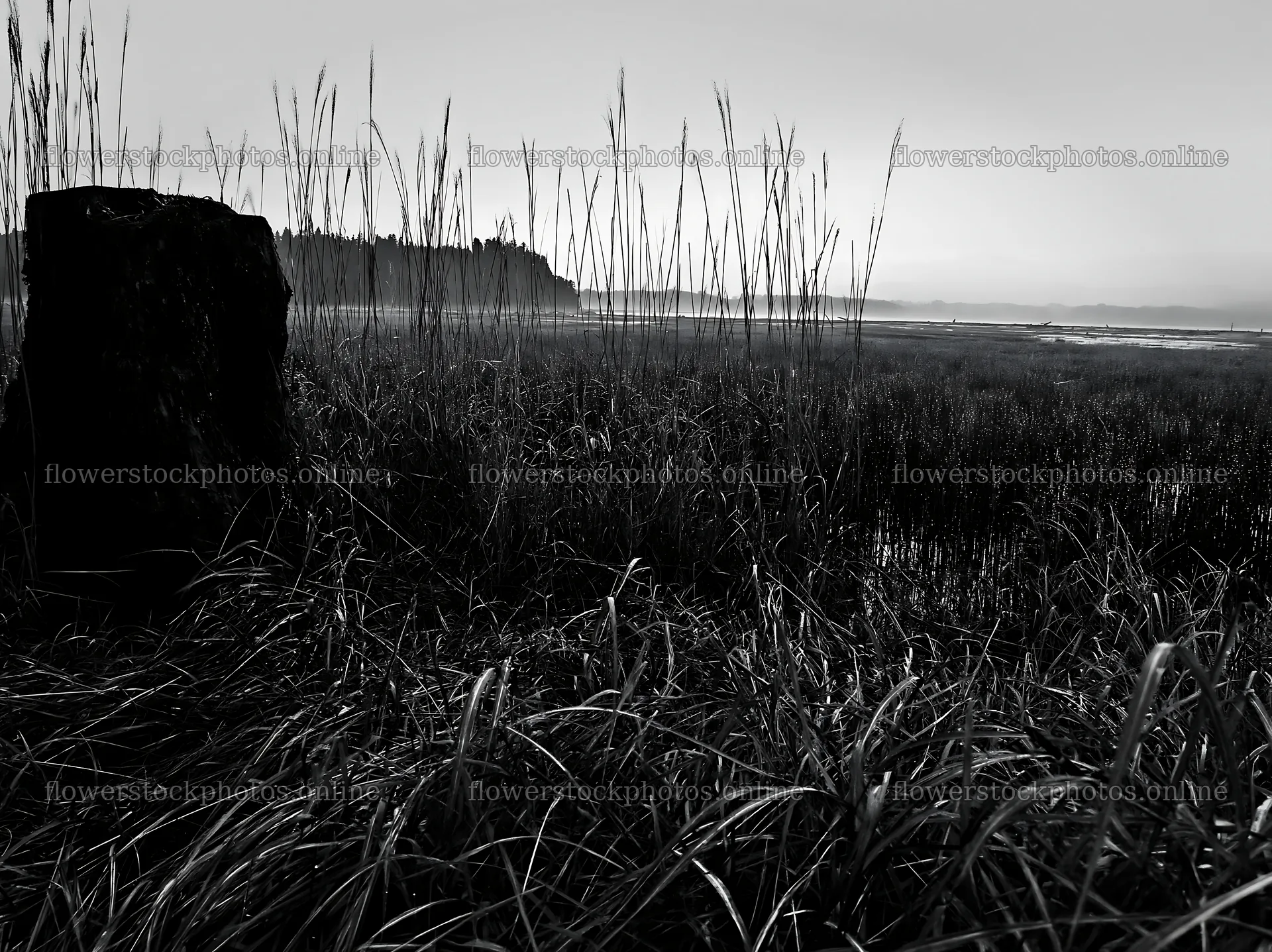 Fukushima native meadow with weathered stump – flower stock photos 9174x6866